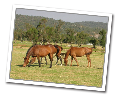 Mares and foals grazing